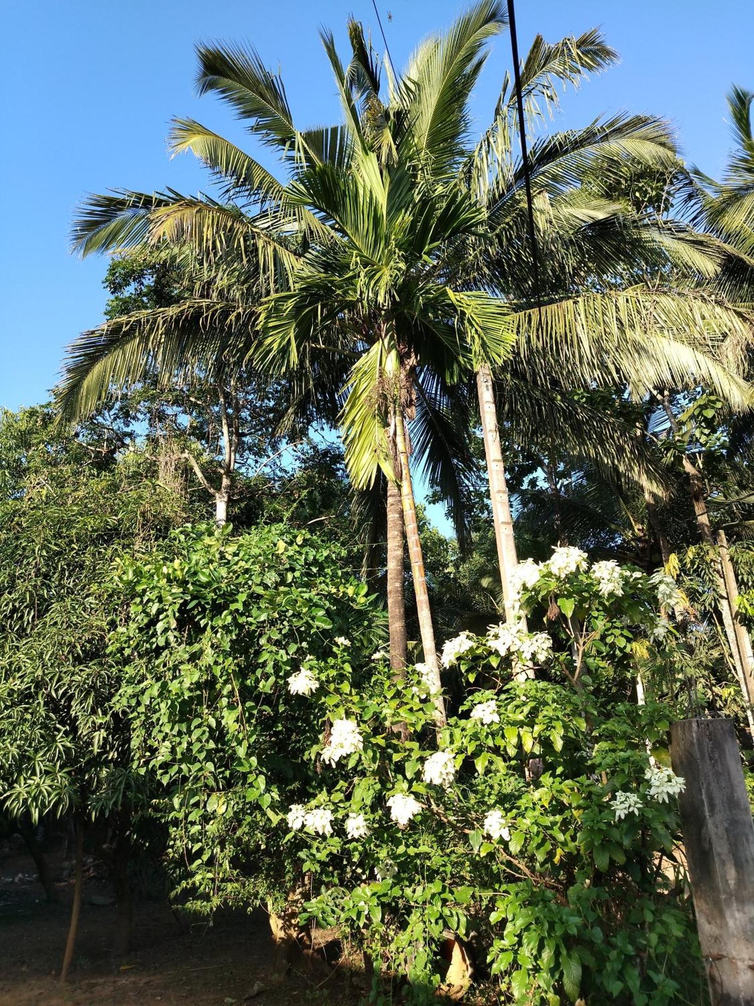 Willwin Park Anuradhapura